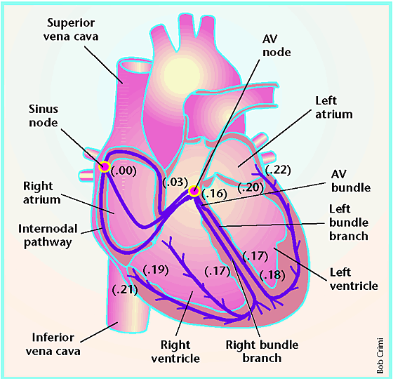 heart image004